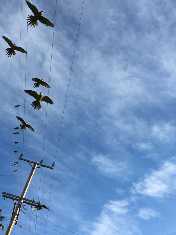 Birds settling along power lines against a blue sky