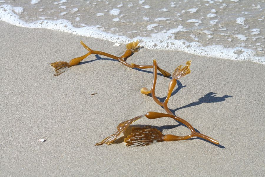 A strand of kelp washed onto wet sand at the tide line